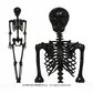 Skeleton 160cm, black