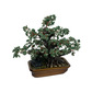 Large crystal tree - green aventrine
